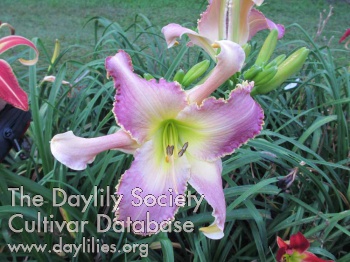 Daylily Stand Up and Cheer
